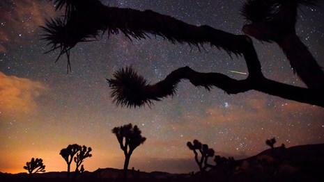 a starry night sky with trees in the foreground and background.