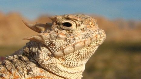 close up of a lizard's head