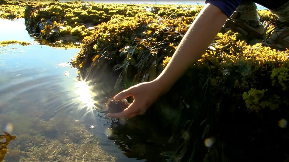 A student holds a sea creature above a tidepool