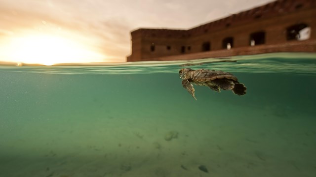 a baby sea turtle swims at the surface of the ocean. Above the waterline a historic fort is visible.