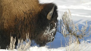 Bison with nose in snow