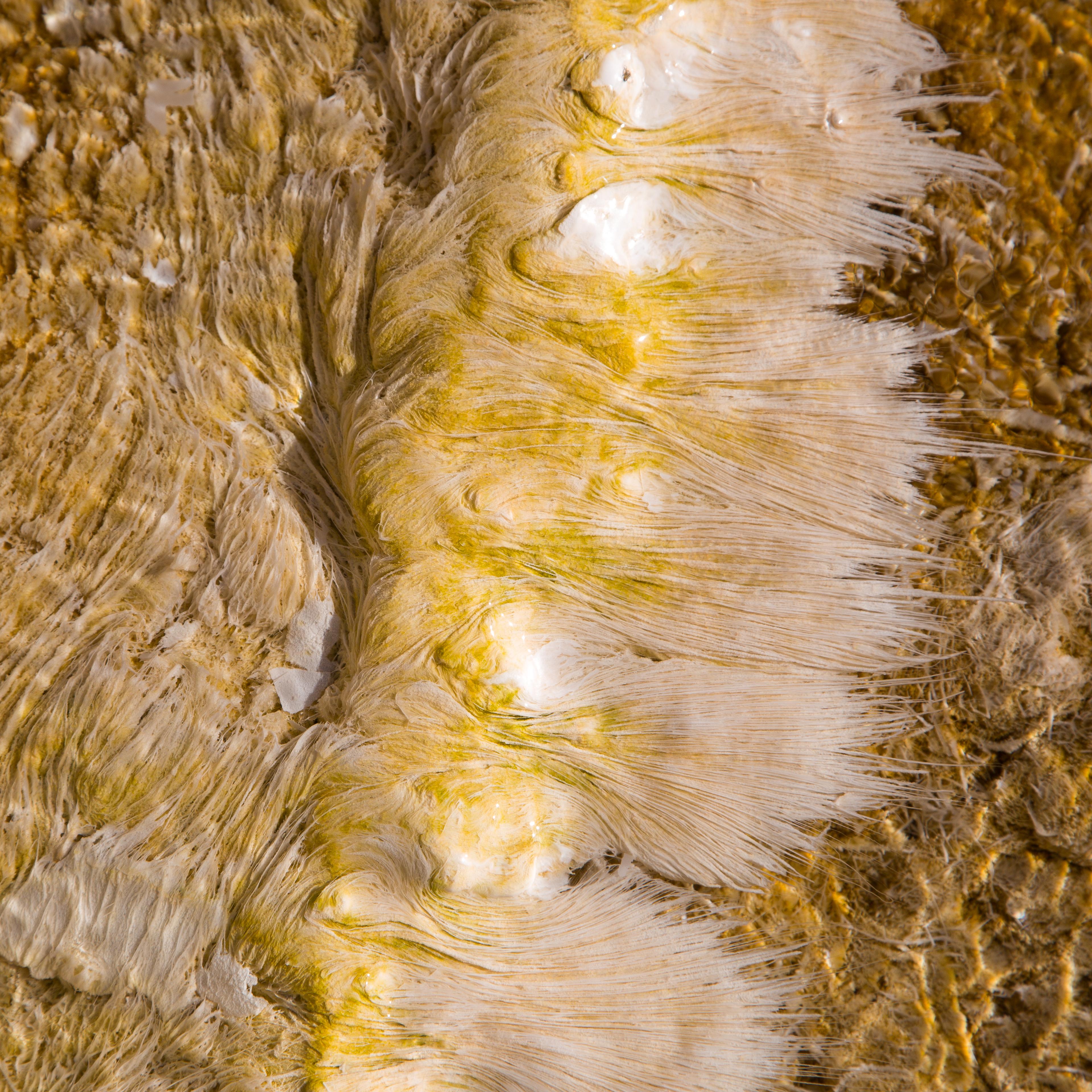 Yellow and white thermophile feature