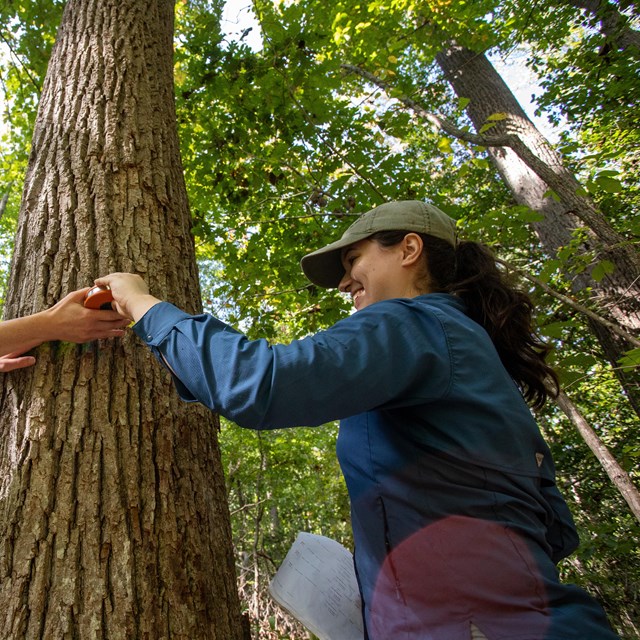 two smiling scientists measure the diameter of a tree in a forest