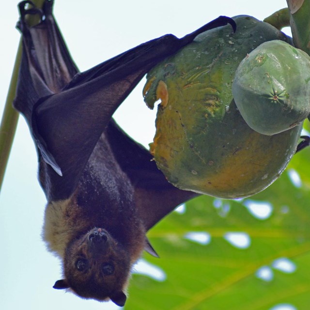 a large flying fox hangs upside down eating fruit from a tree