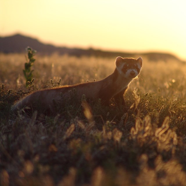 a black footed ferret in a prairie at sunset.