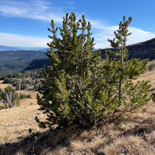 a whitebark pine tree on a mountain slope