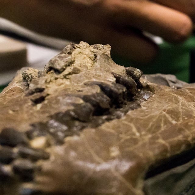 National Fossil Day Celebration
