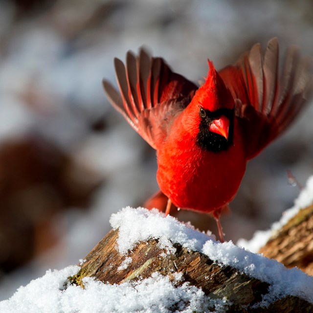 a red northern cardinal in the snow