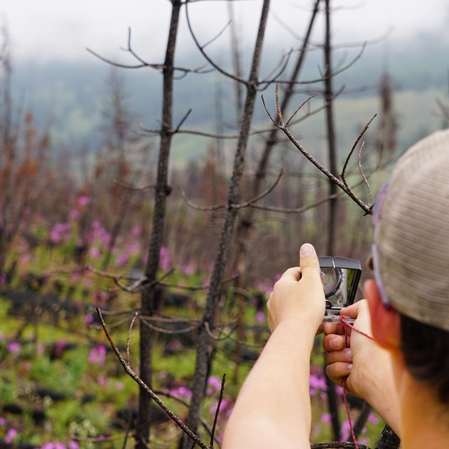 a person holds a compass at arm's length in a burned area with pink flowers