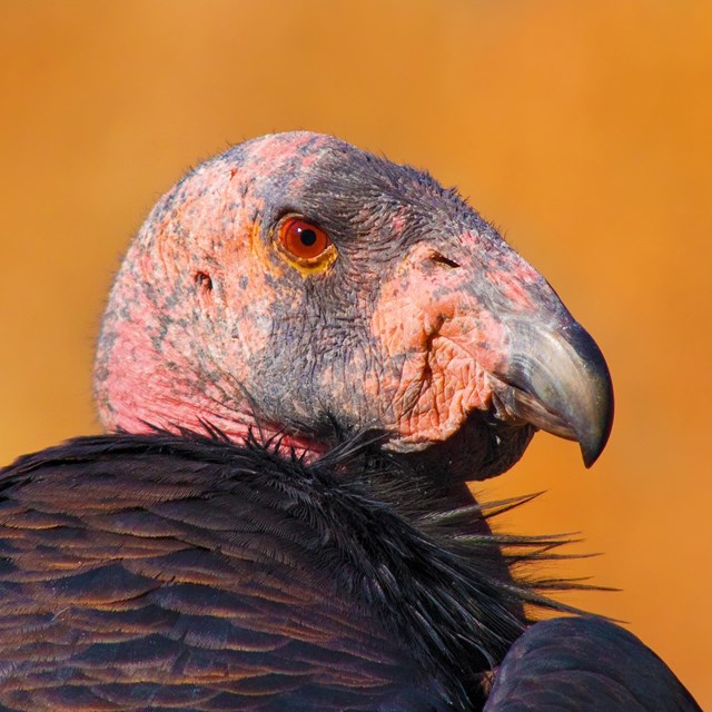 close up of a bald headed bird with black feathers on body. 