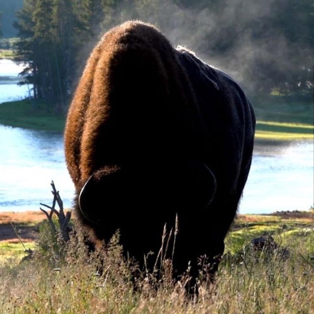 a bison next to a river with text Yellowstone Hydrology, Outside Science inside parks