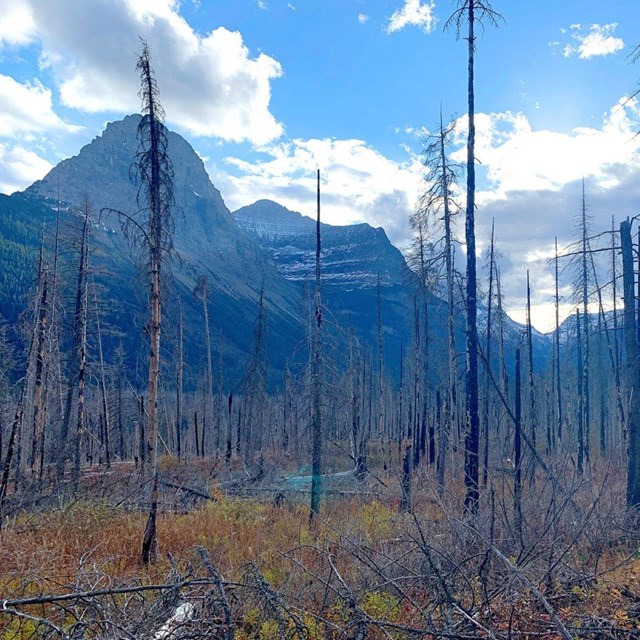 burnt trees stand in a mountain valley