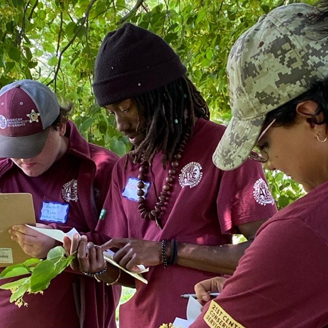 four people in maroon shirts examine a leafy branch