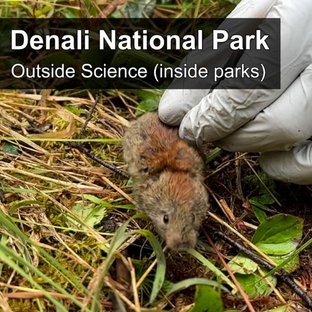 a vole held by a gloved hand