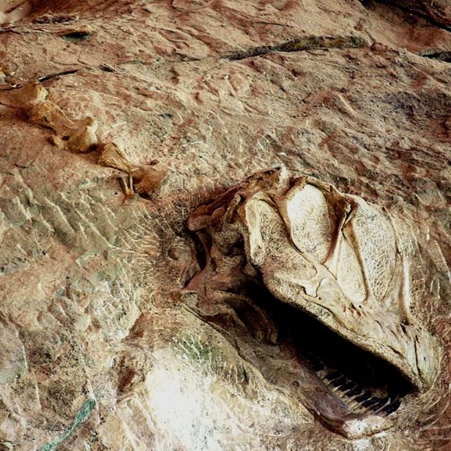 a fossil skull in a rock slab