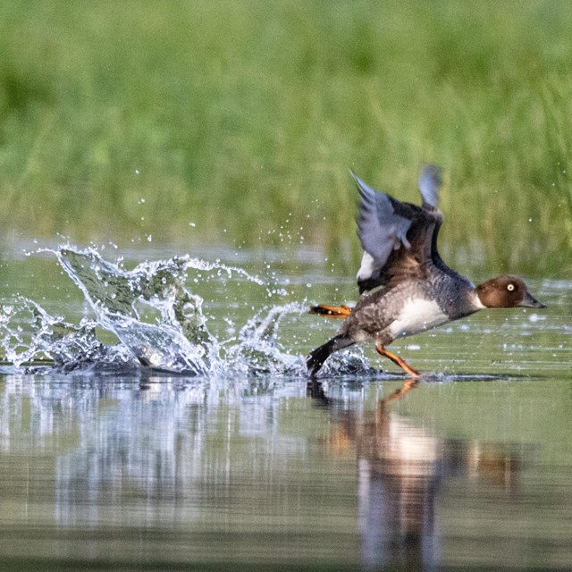 a female common goldeneye duck takes off from the water