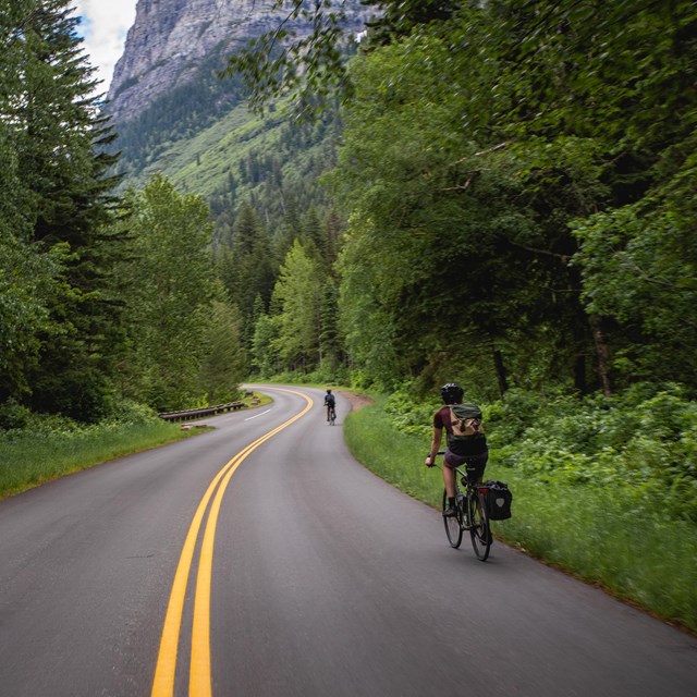 cyclists on a pave road surrounded by greenery 