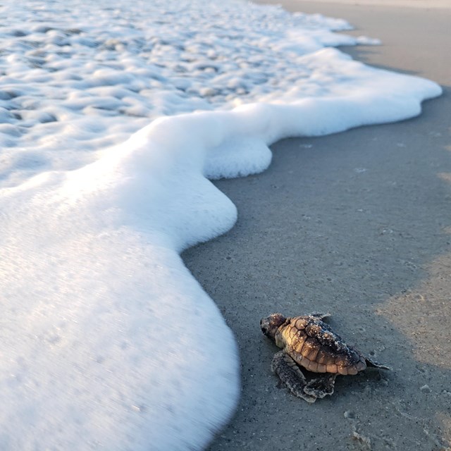a loggerhead hatchling scurries to the ocean 