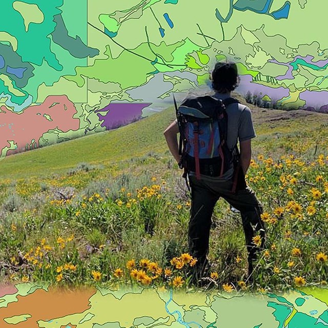 a geologist surveys an area full of flowers with geologic map superimposed around the image