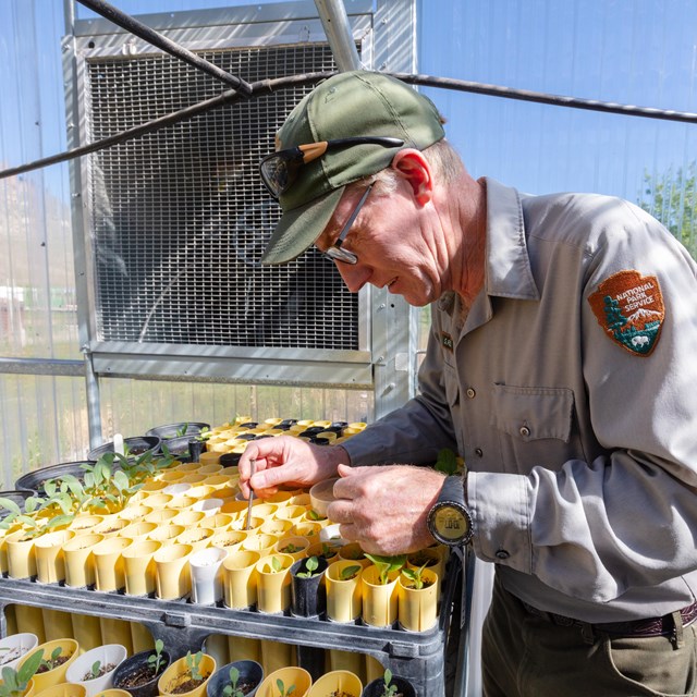 a man in national park service uniform transplants seedlings in a greenhouse