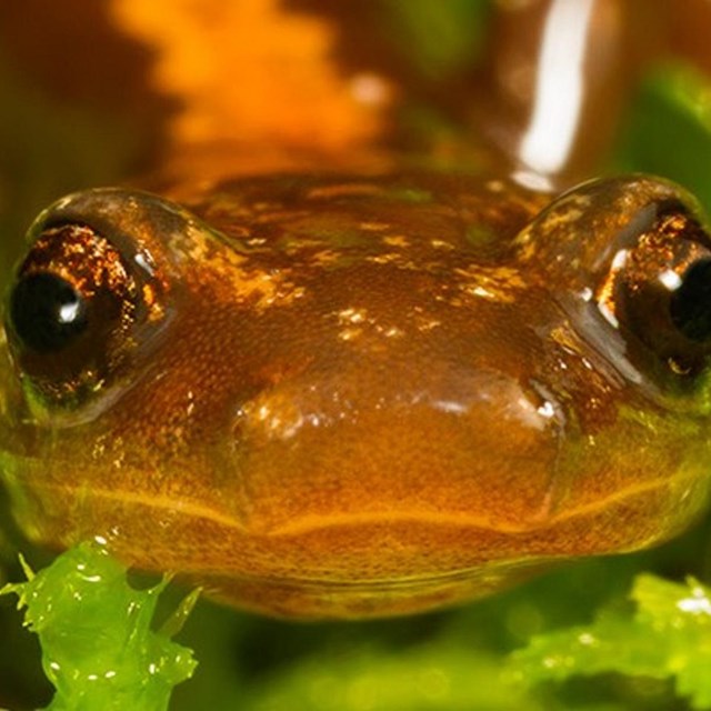 a close-up image of an orange shenandoah salamander