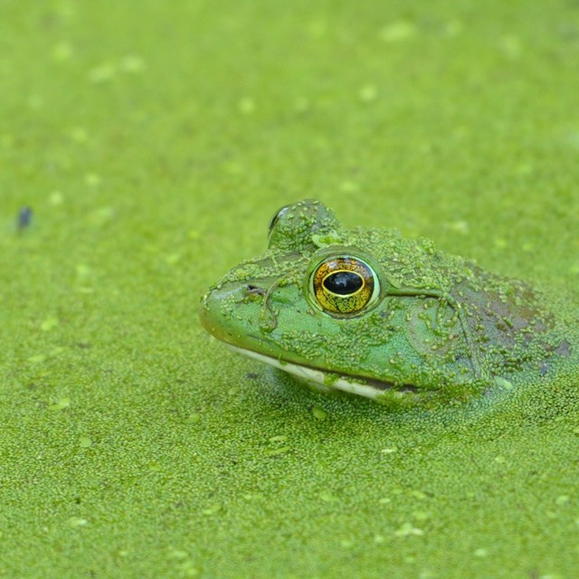 a green bullfrog pokes its head up from water green with algae
