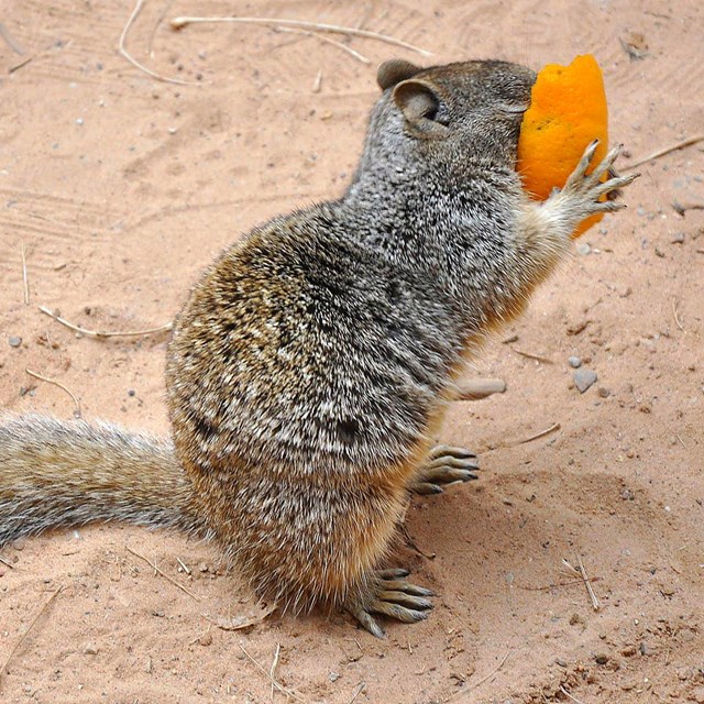 A squirrel eating an orange peel