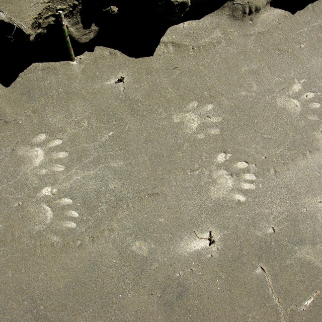 paw prints in sand 