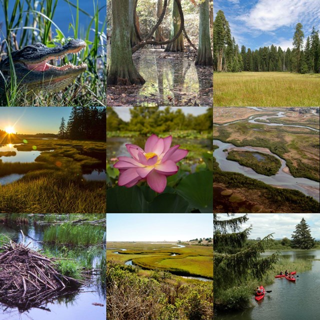 a collage of scenes of wetlands