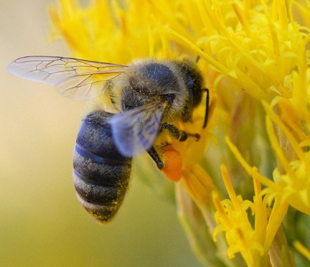 Bee on a sunflower