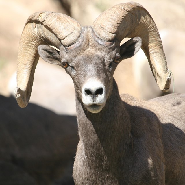 Desert bighorn sheep with curled horns looking directly ahead