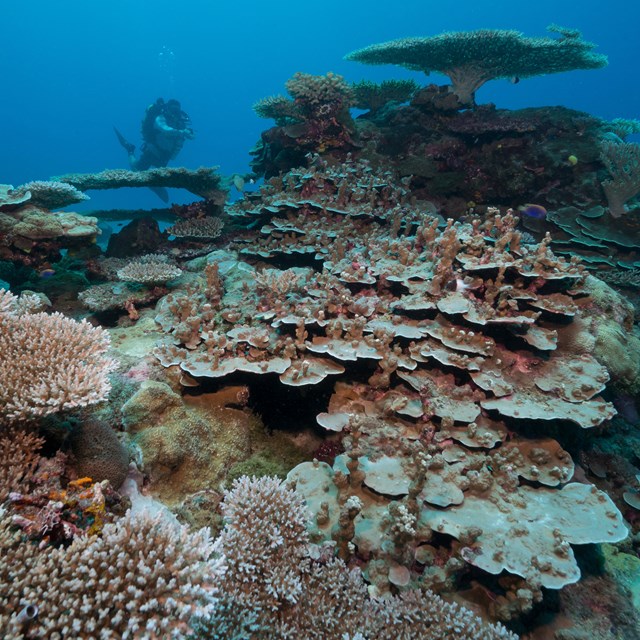 Coral reef with a underwater diver