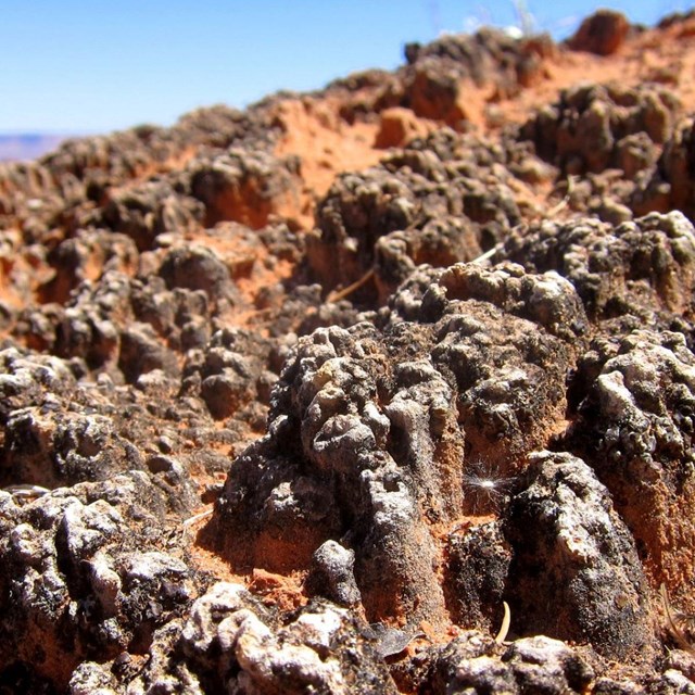 a mature biological soil crust with defined ridges and valleys