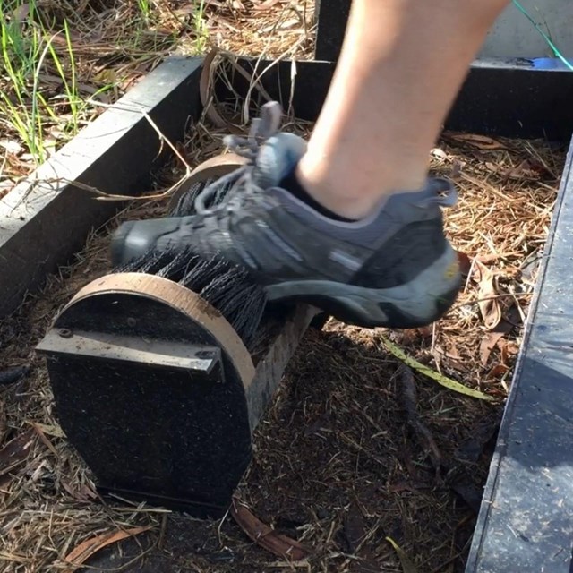 a person scrapes their boot through a boot brushing station