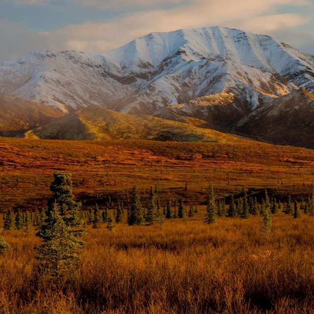 Snow capped mountains above a golden meadow dotted with evergreen trees
