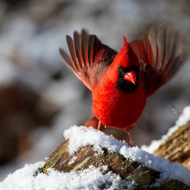 a red northern cardinal in the snow