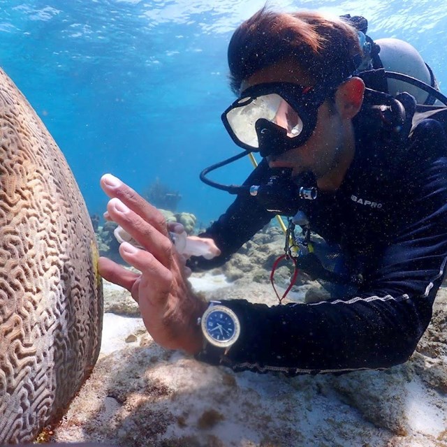 a scuba diver applies an ointment to a brain coral underwater