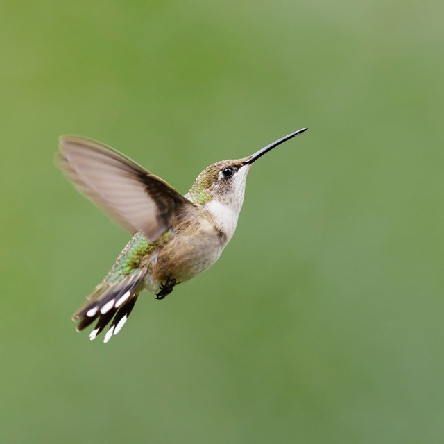 a hummingbird mid flight 