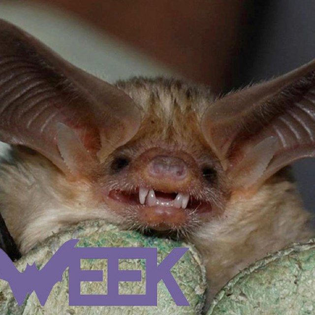 a bat with large ears appears to smile and raise its wing with bat week logo