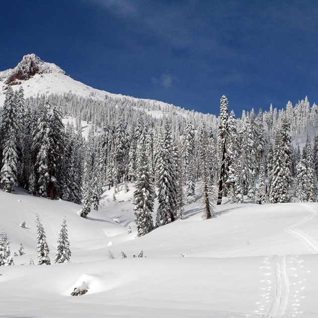 a snow-covered forest and mountain with ski tracks leading uphill