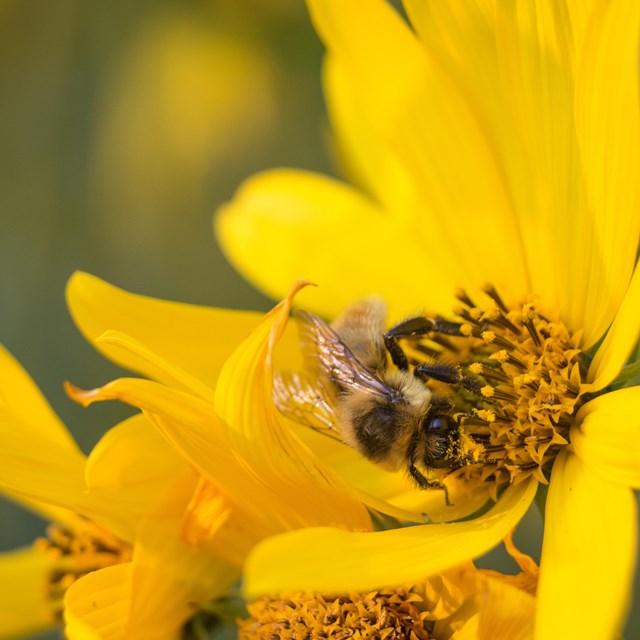 a bee lands on a yellow flower