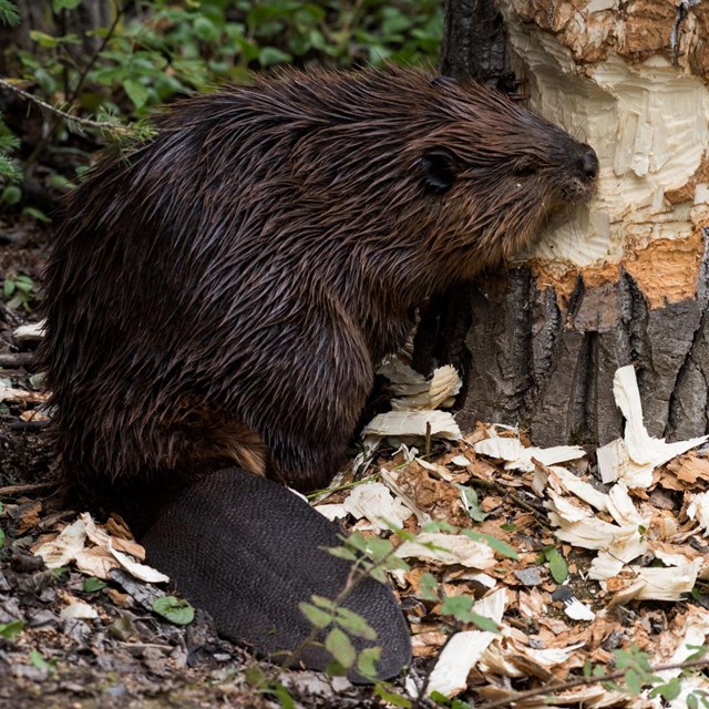 a beaver gnaws on a tree