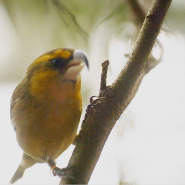 a small yellow birds with a curved beak perches on a branch