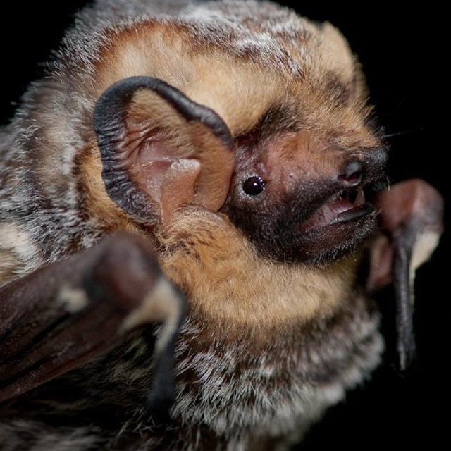  a close up shot of a hoary bat with silver-tipped hair and large rounded ears