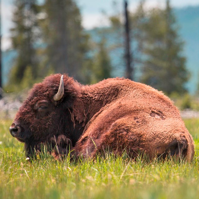 a bison and calf lay in a meadow