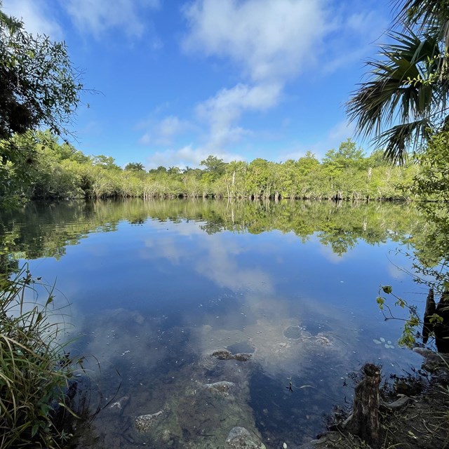 a calm lake surrounded by swamp vegetation