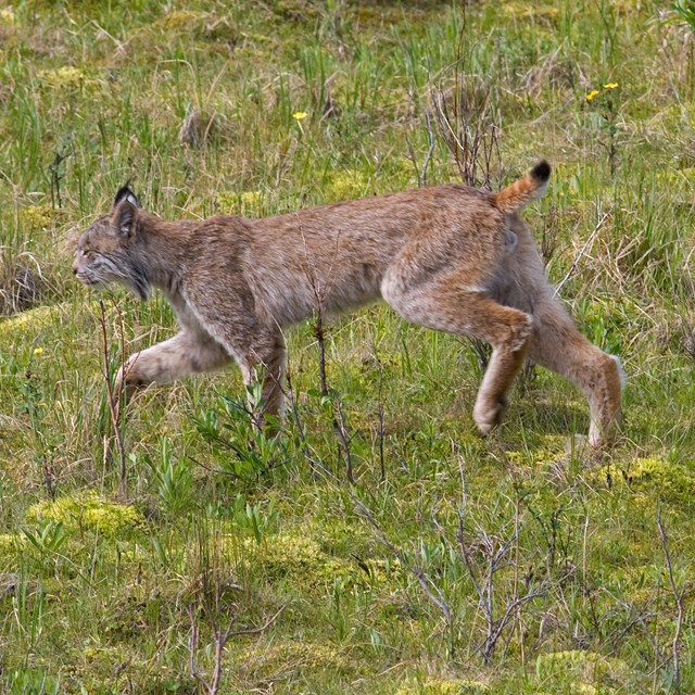 two lynx in a green field, one moves forward as another moves back