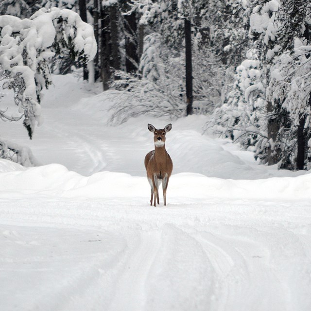 a deer stands in a field of snow