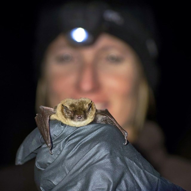  A researcher in a head land holds up a small bat in her gloved hand