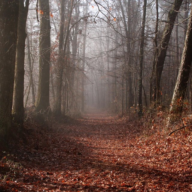 a leave covered trail